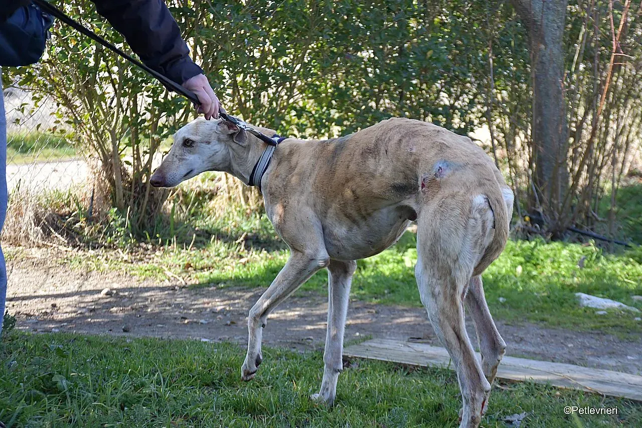 Jimena adozione levrieri galgo 08