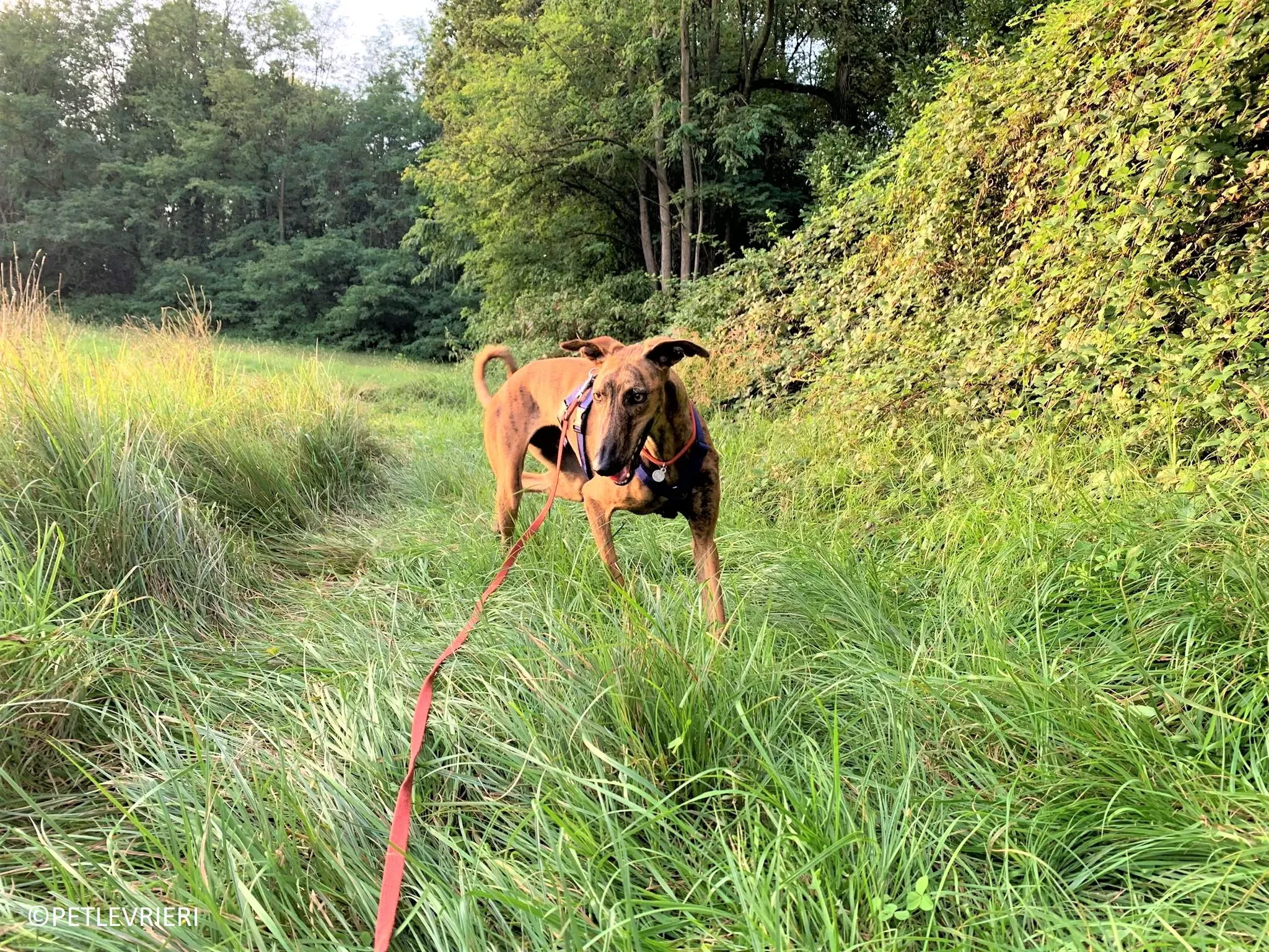 Jimmy adozione levrieri galgo 30