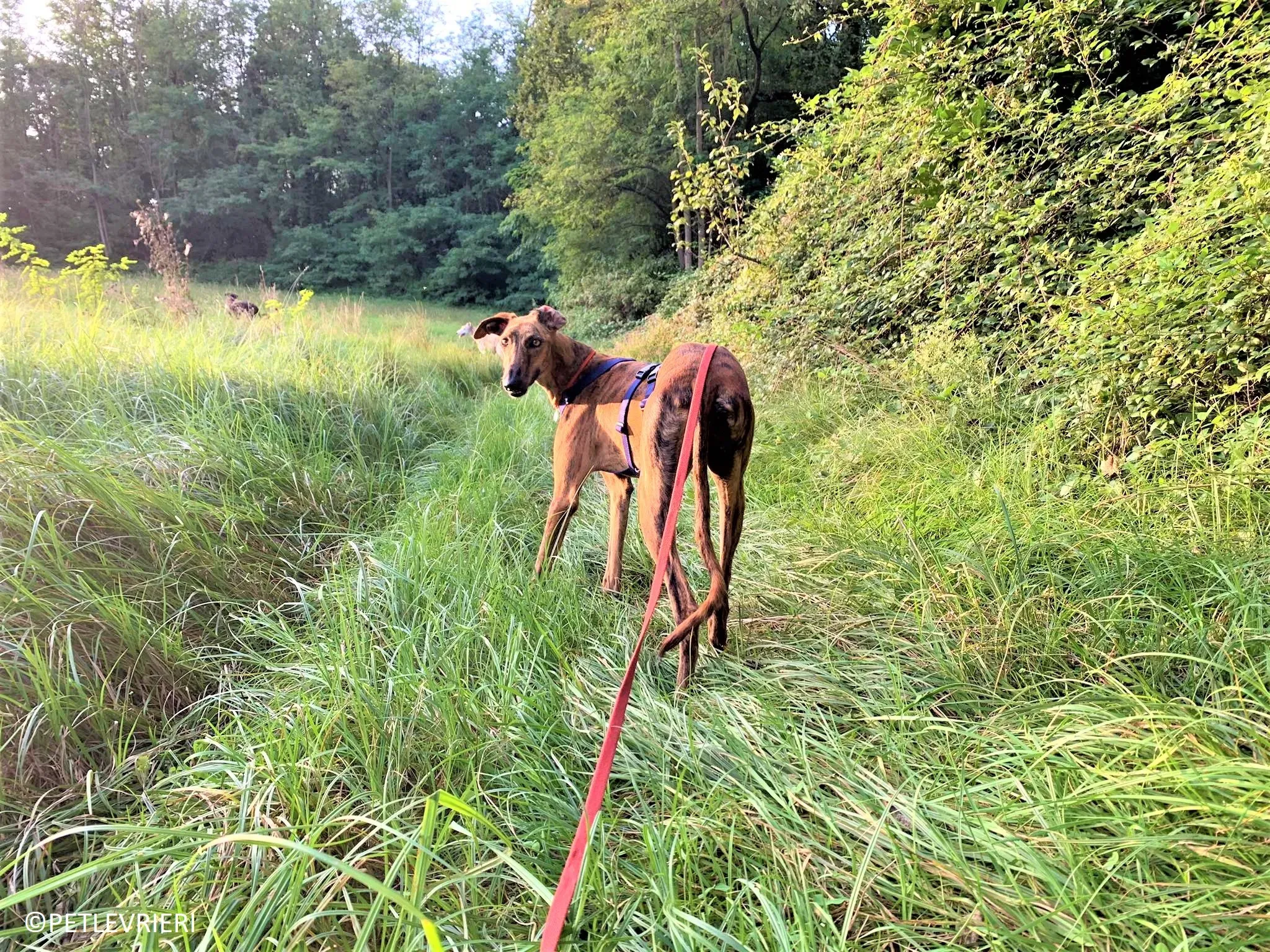 Jimmy adozione levrieri galgo 31