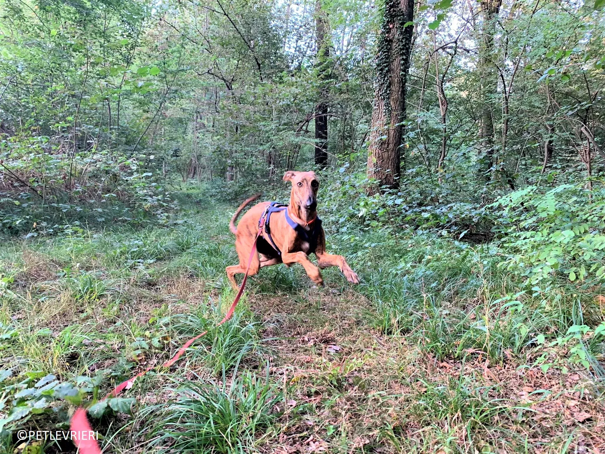 Jimmy adozione levrieri galgo 32