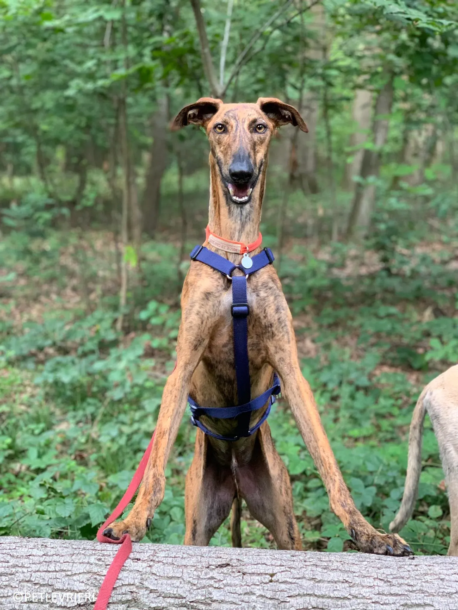 Jimmy adozione levrieri galgo 33