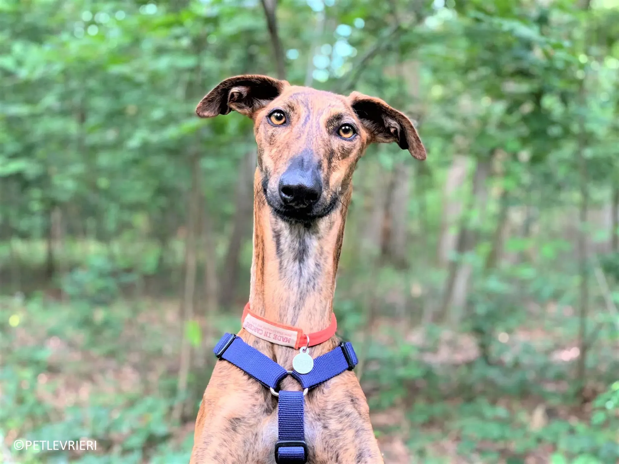 Jimmy adozione levrieri galgo 34