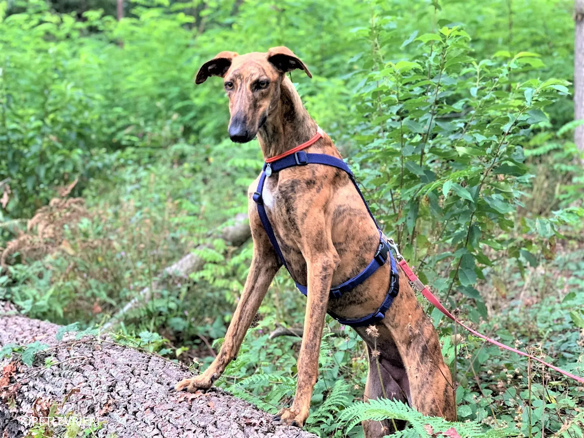 Jimmy adozione levrieri galgo 35