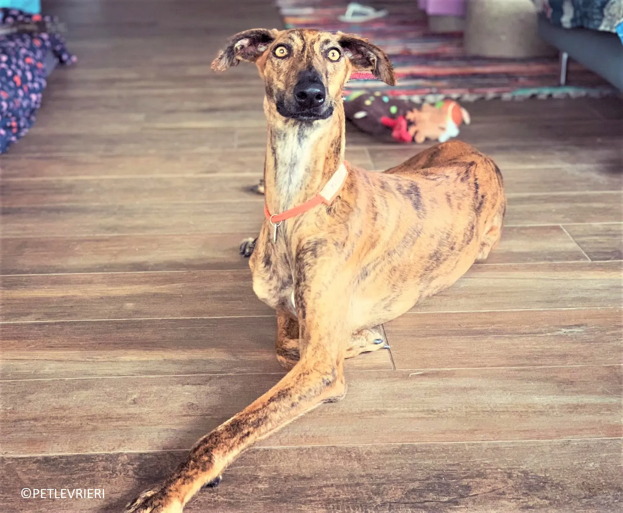 Jimmy adozione levrieri galgo 36