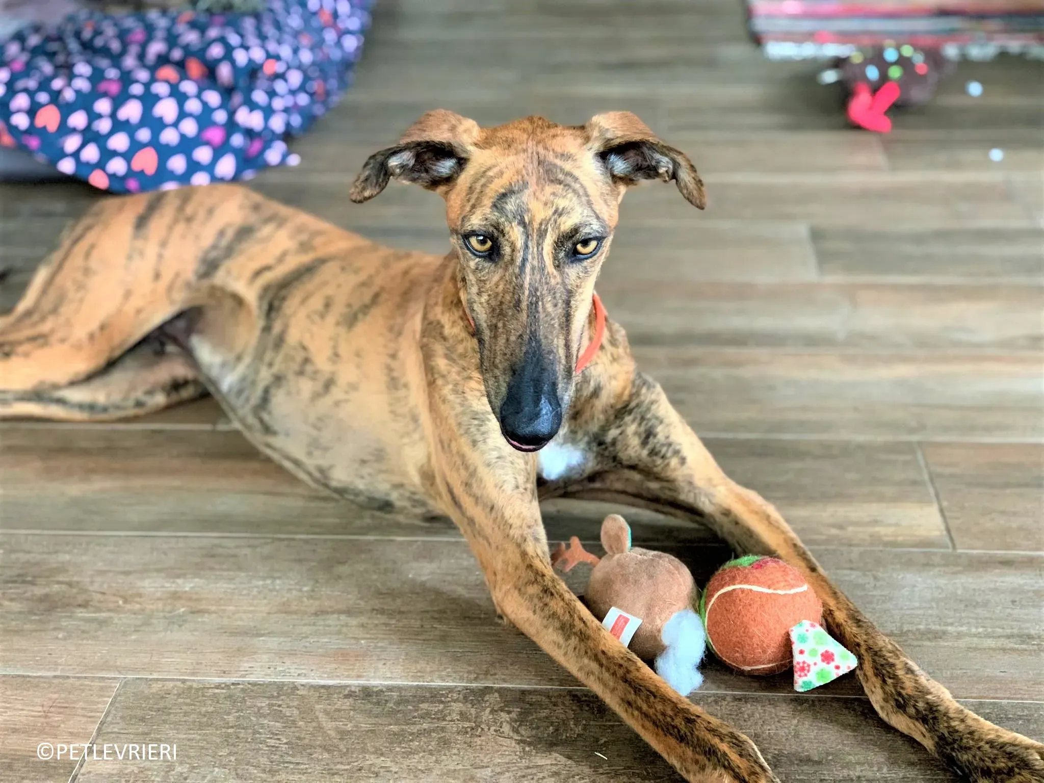 Jimmy adozione levrieri galgo 37