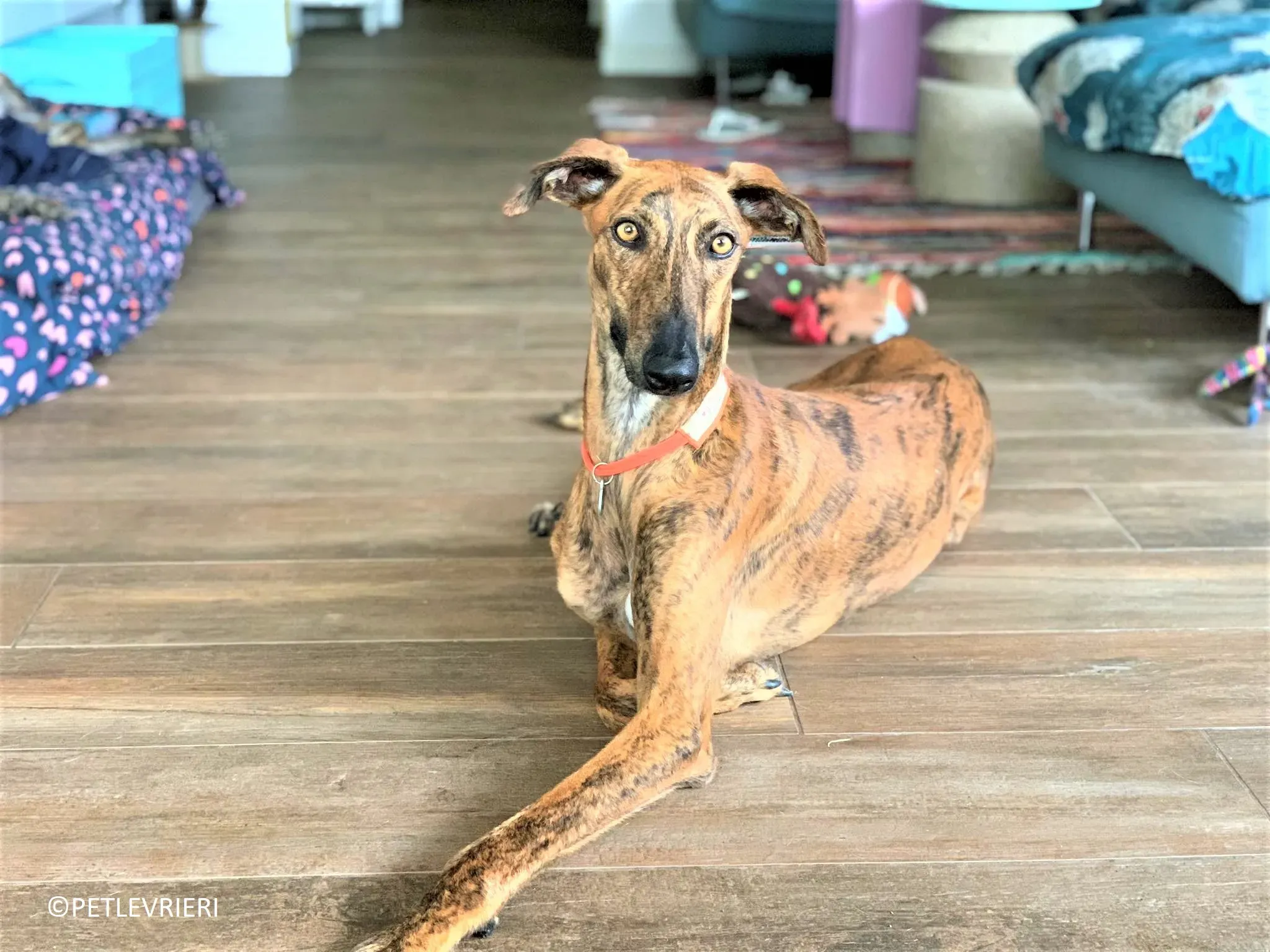 Jimmy adozione levrieri galgo 38