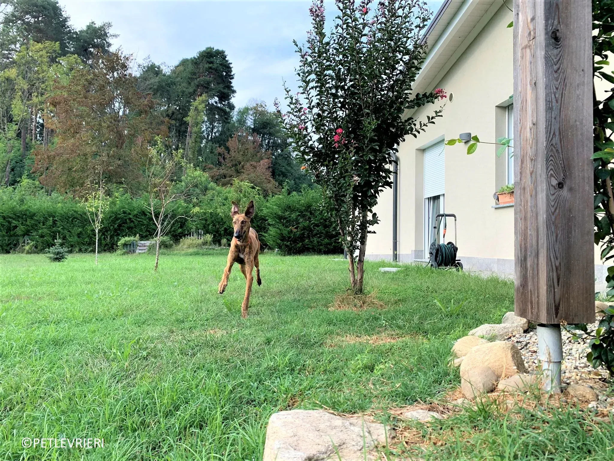 Jimmy adozione levrieri galgo 39