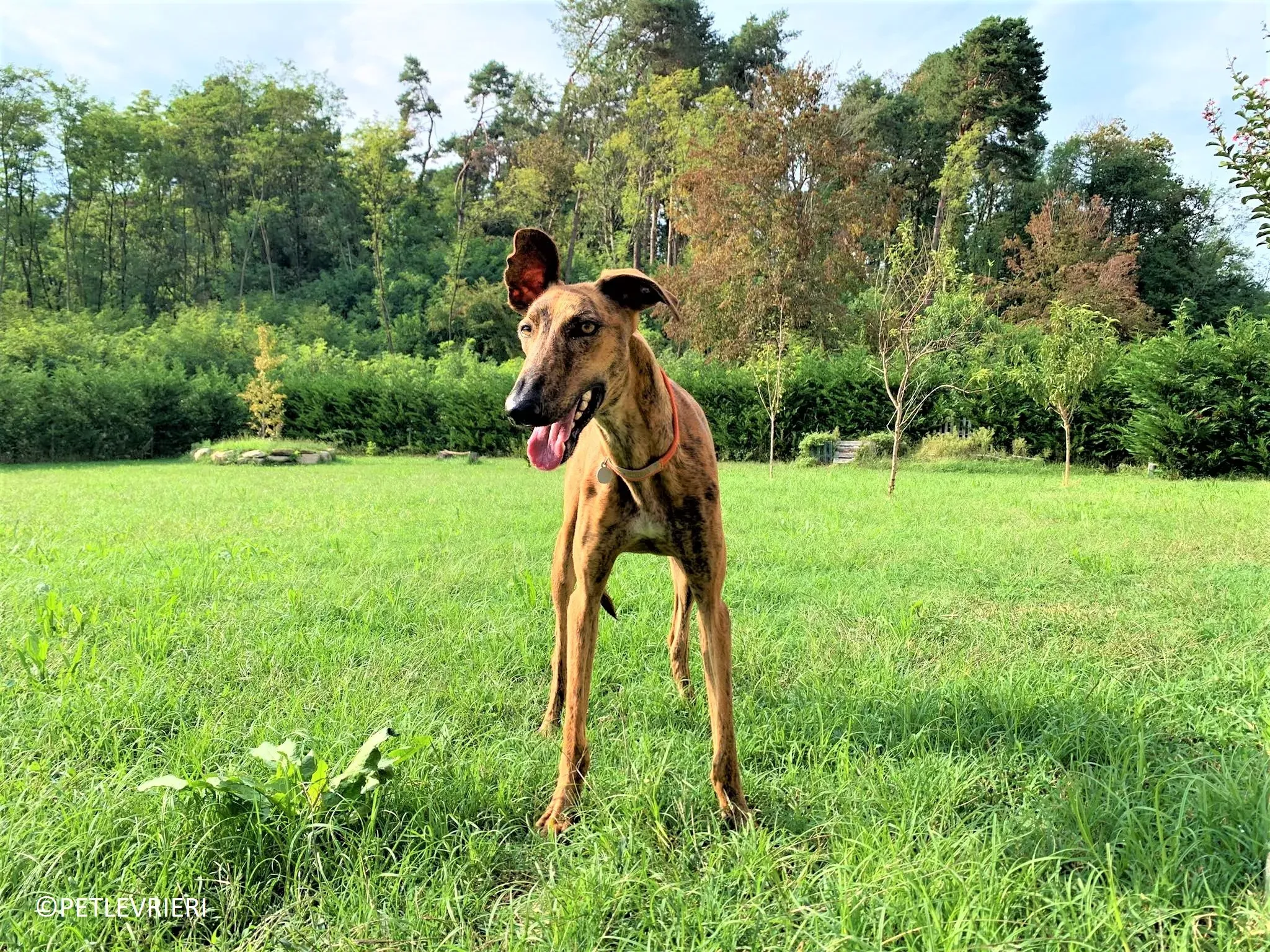 Jimmy adozione levrieri galgo 40