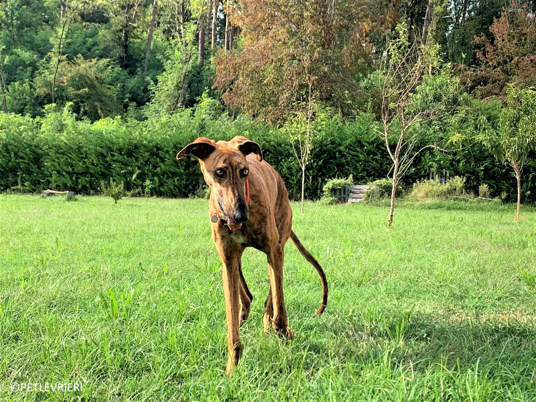 Jimmy adozione levrieri galgo 41