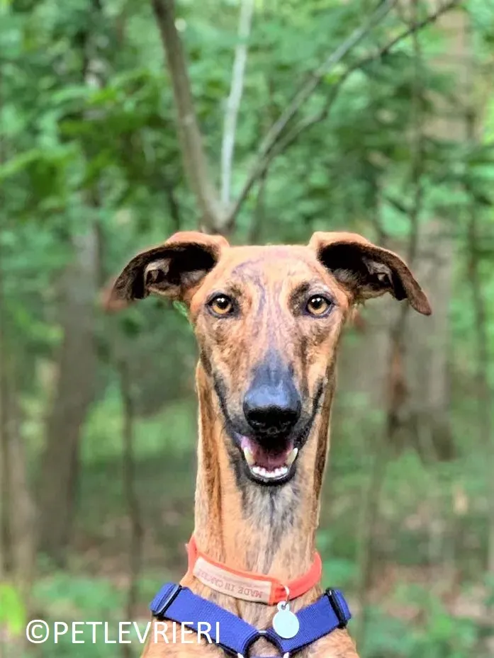 Jimmy adozione levrieri galgo 42