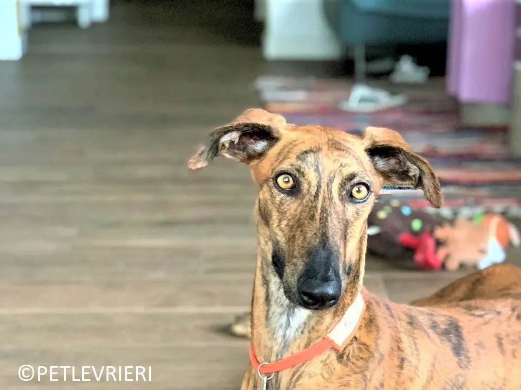 Jimmy adozione levrieri galgo 43