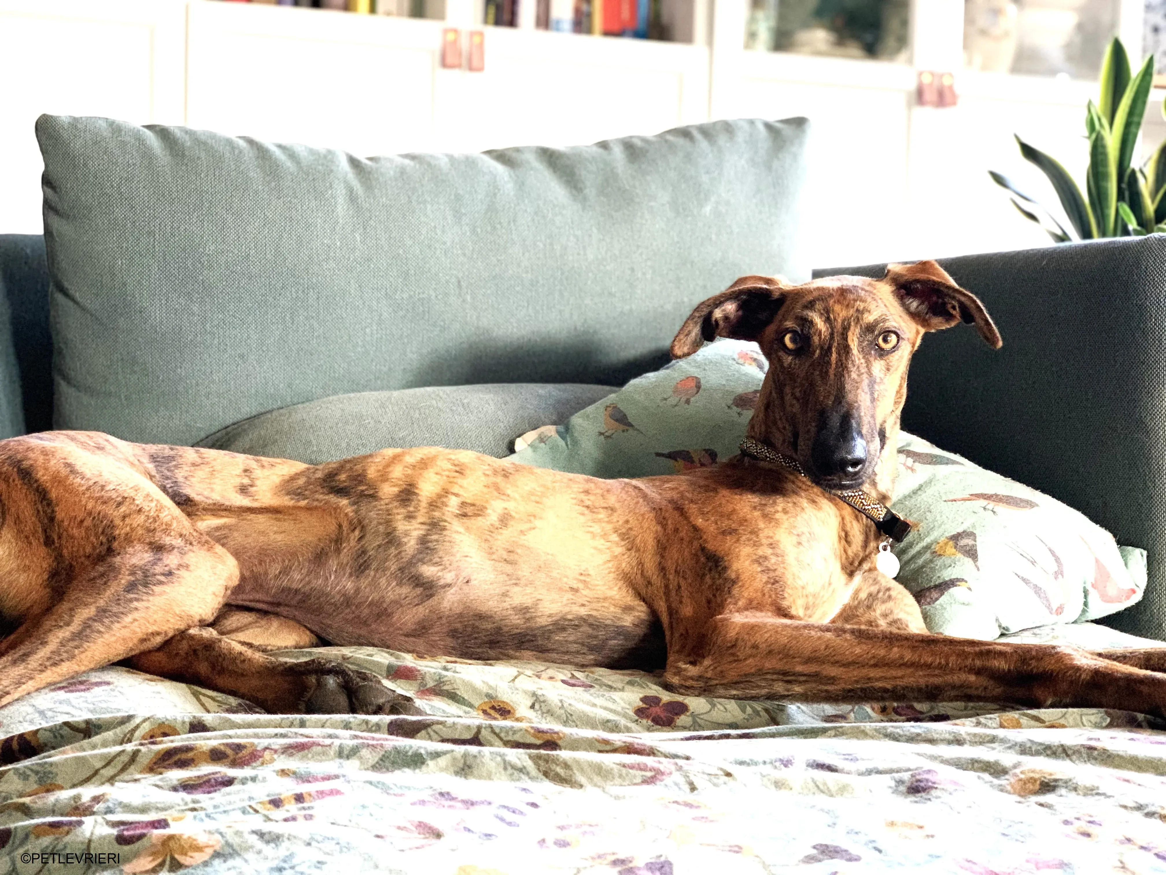 Jimmy adozione levrieri galgo.30