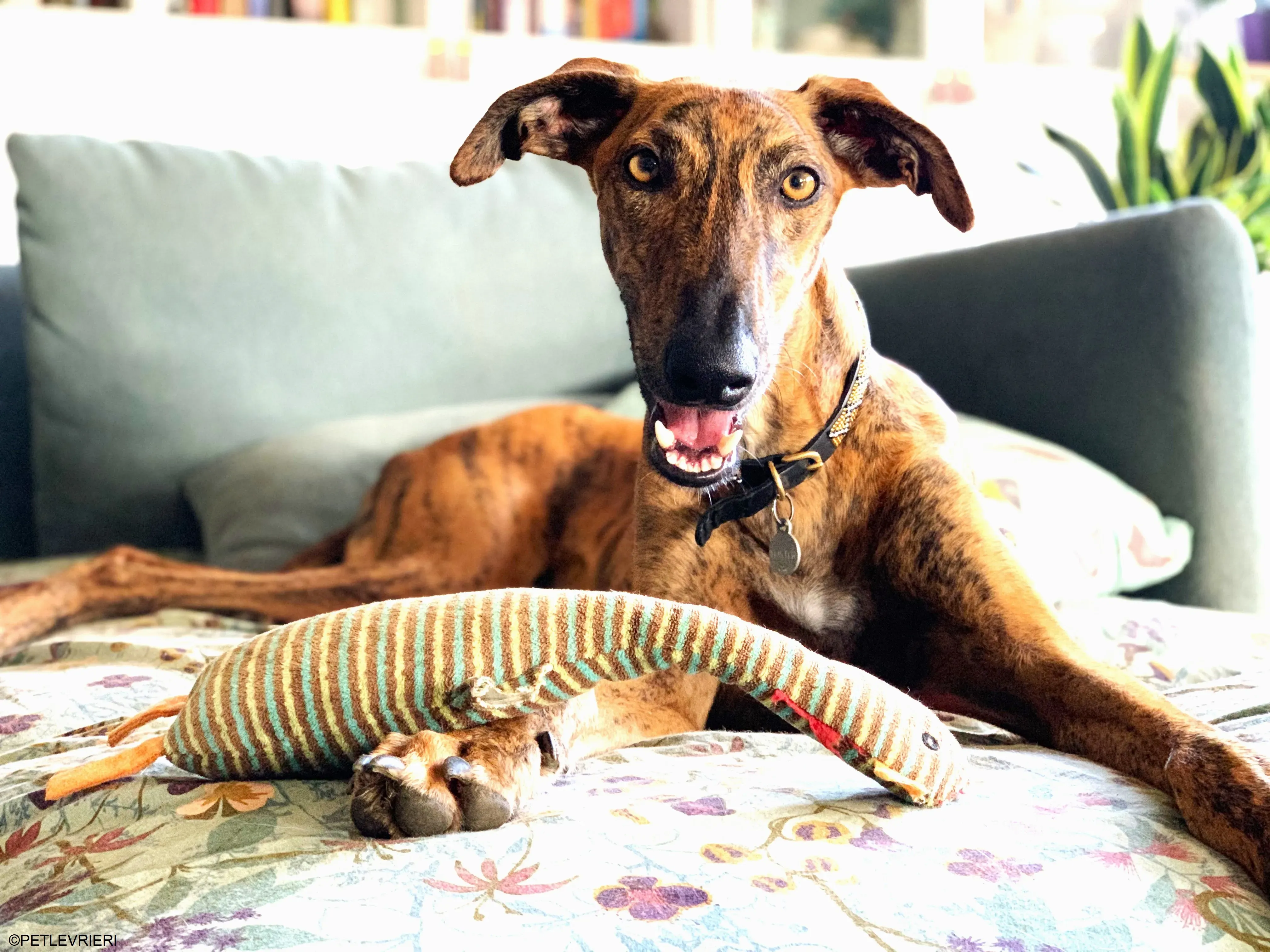 Jimmy adozione levrieri galgo.32