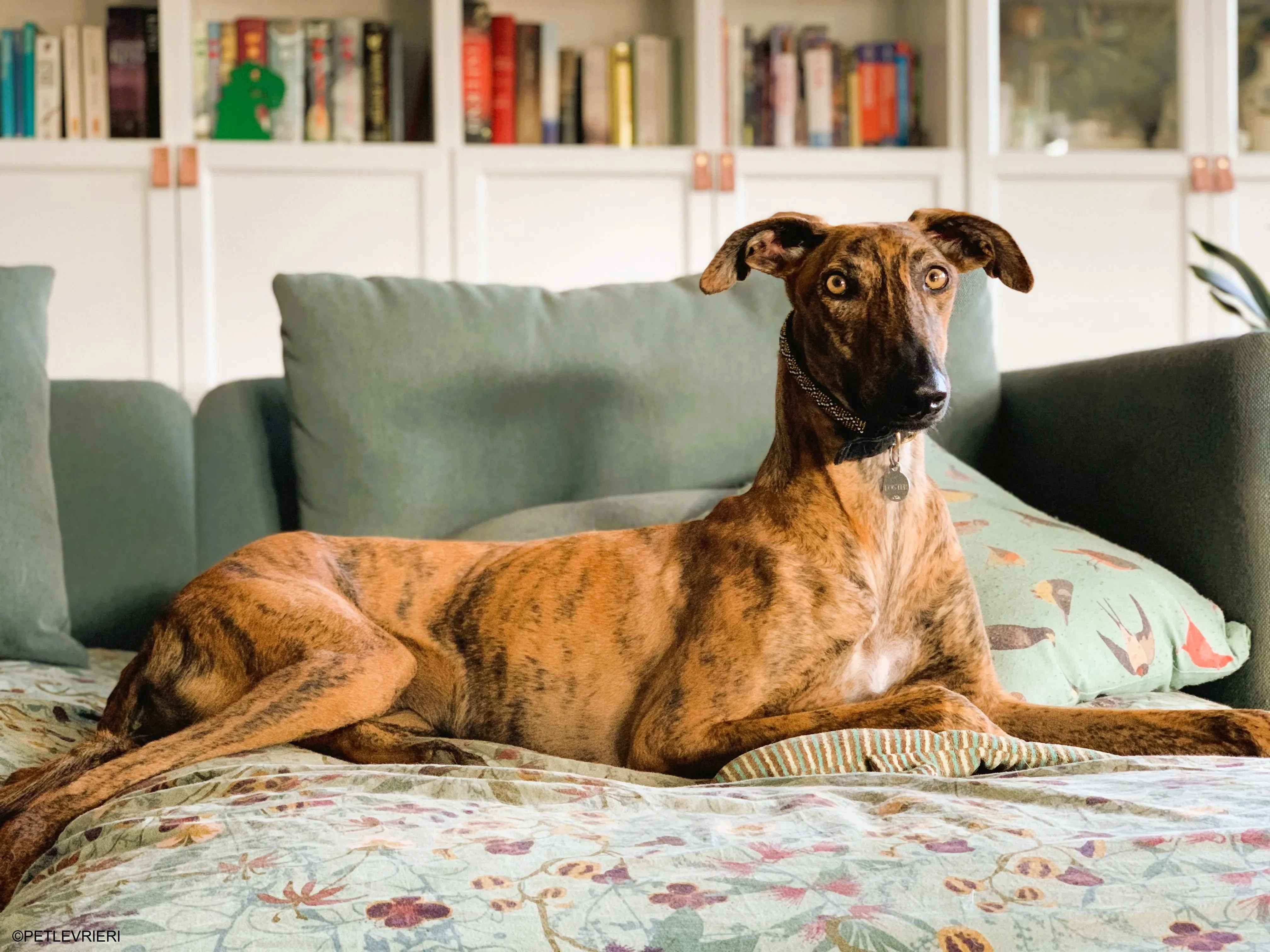 Jimmy adozione levrieri galgo.33