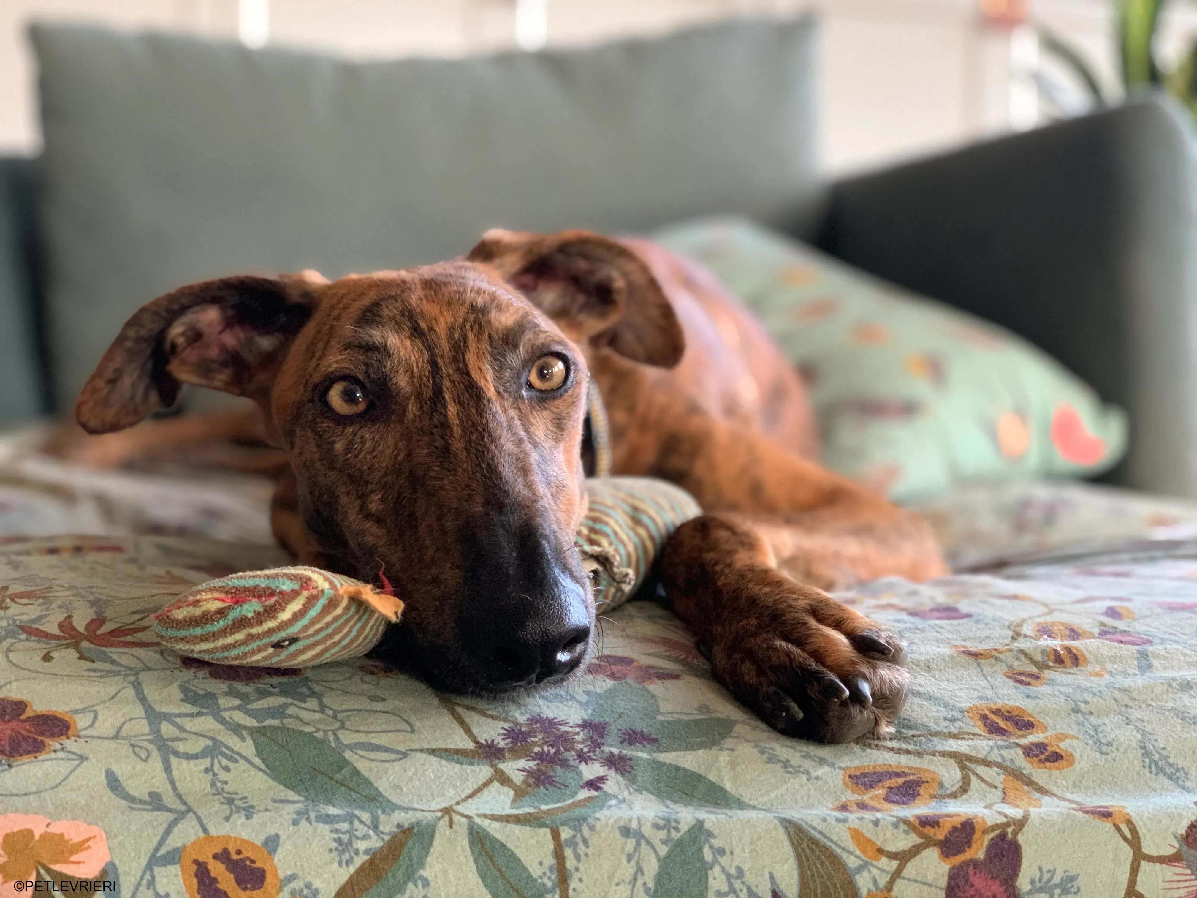 Jimmy adozione levrieri galgo.34