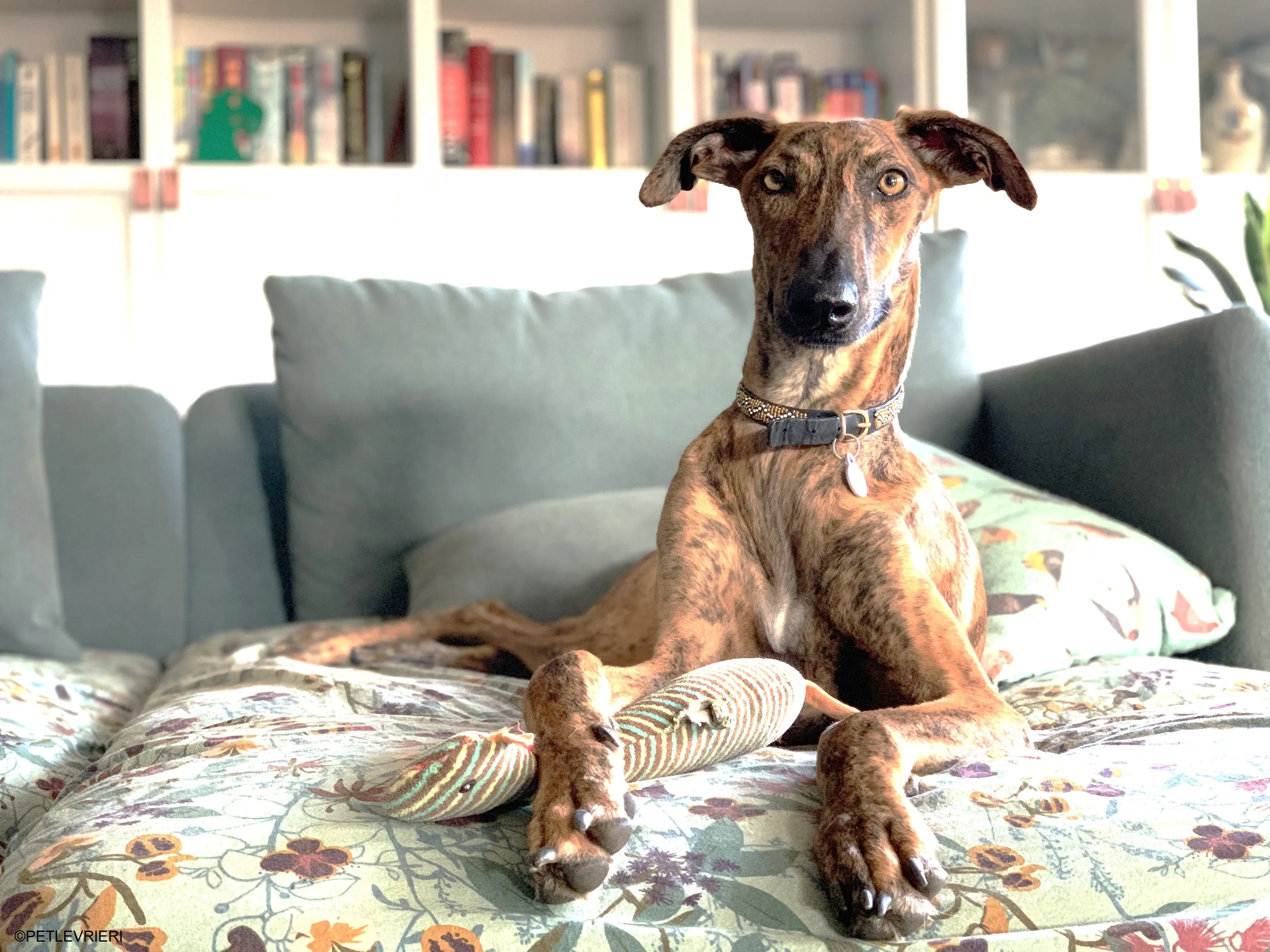 Jimmy adozione levrieri galgo.35