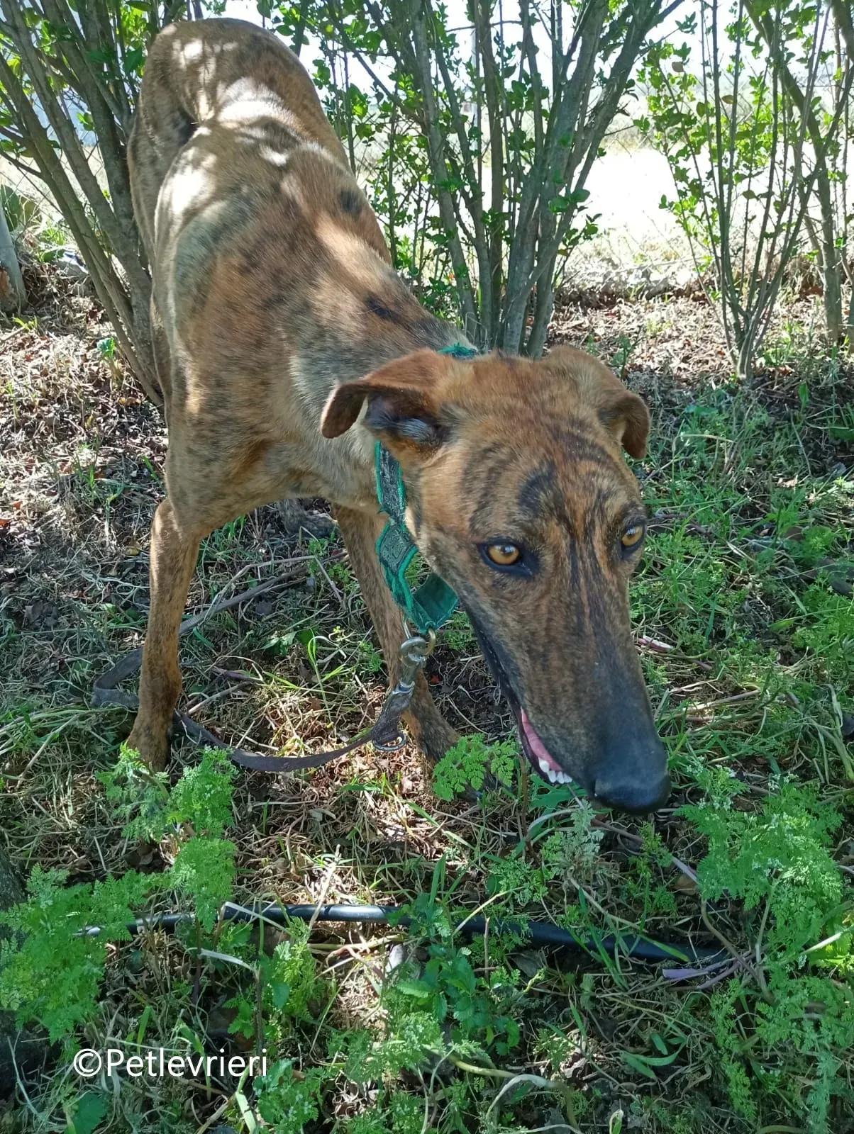 Jimmy galgo adozione pet levrieri onlus 1