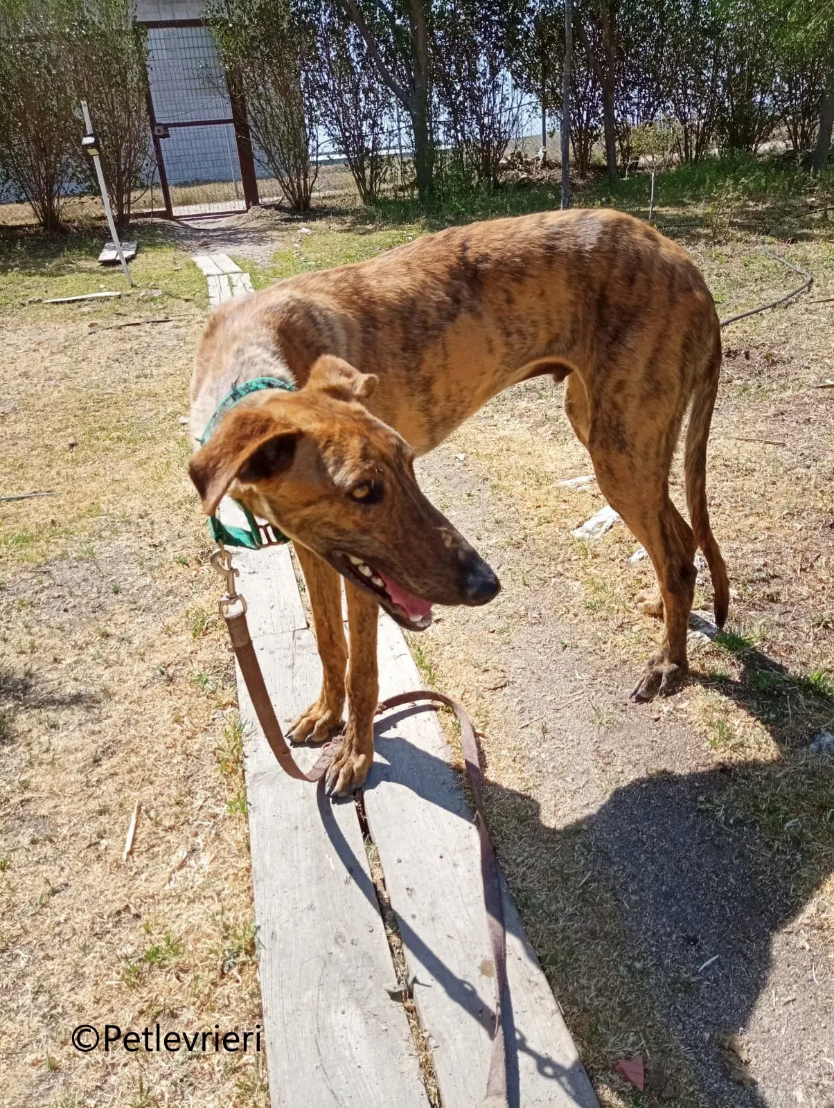 Jimmy galgo adozione pet levrieri onlus 10