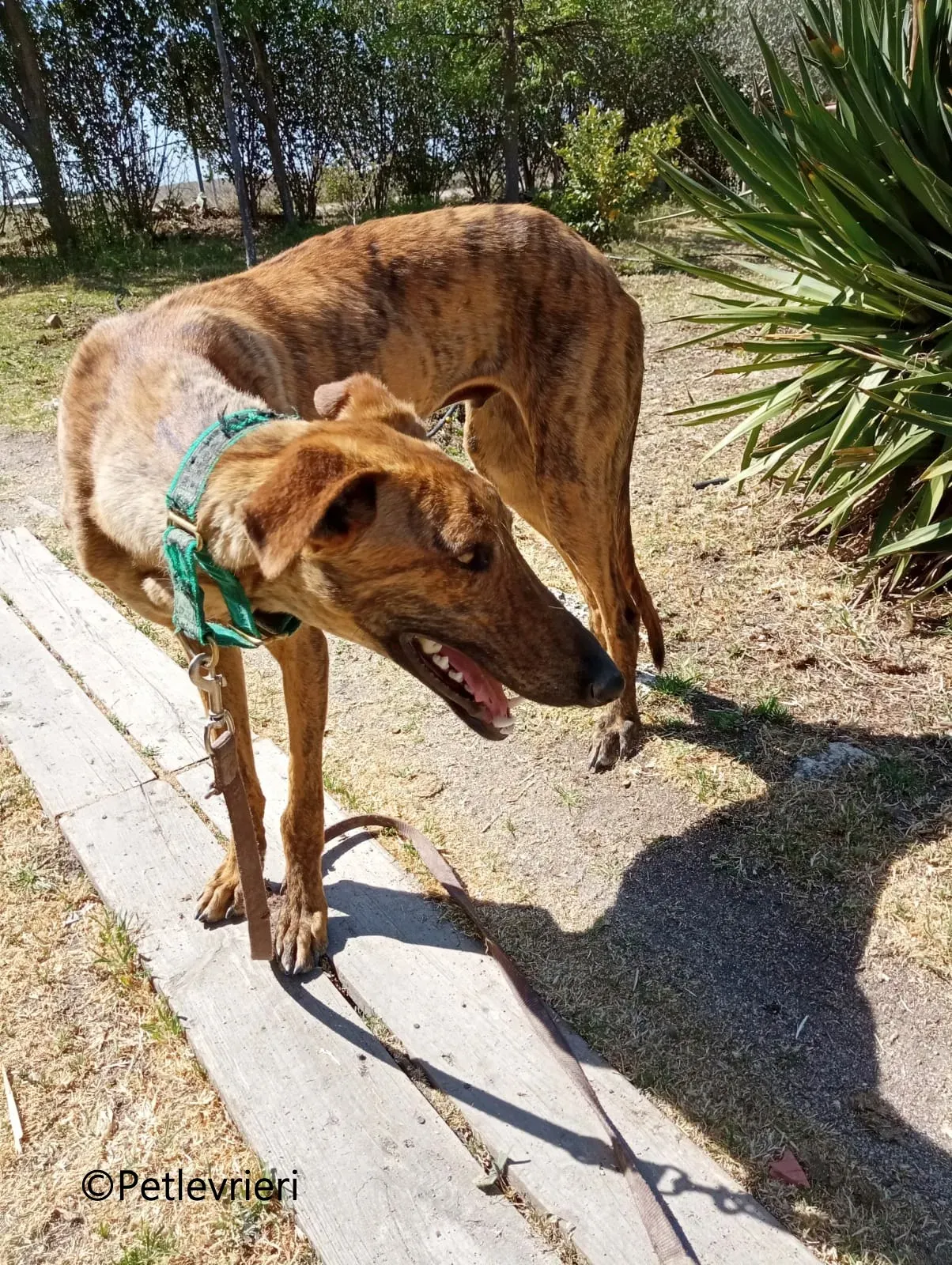 Jimmy galgo adozione pet levrieri onlus 11