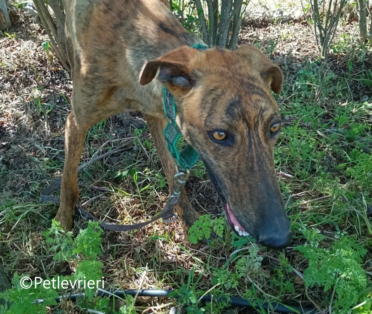 Jimmy galgo adozione pet levrieri onlus 12