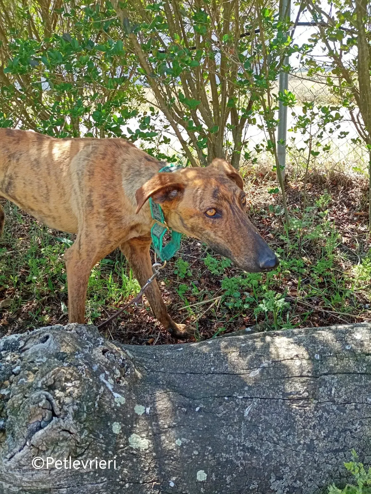 Jimmy galgo adozione pet levrieri onlus 2