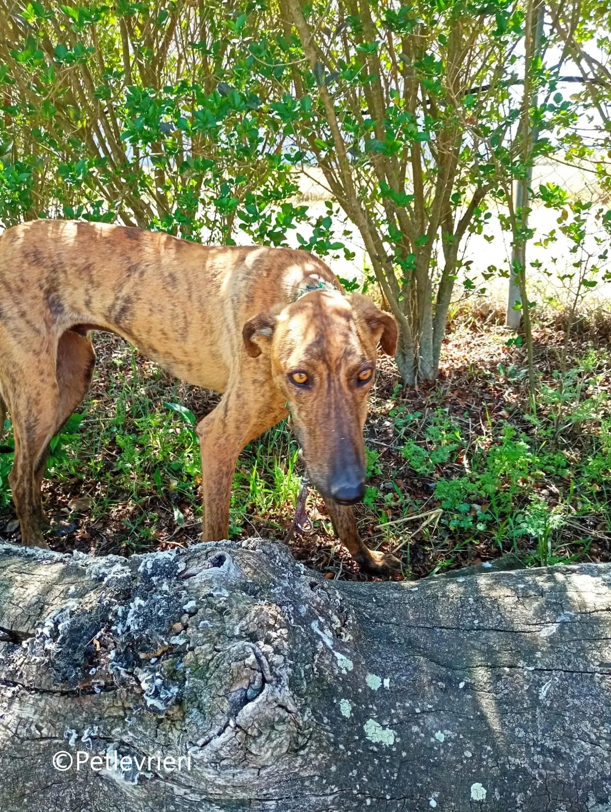 Jimmy galgo adozione pet levrieri onlus 3