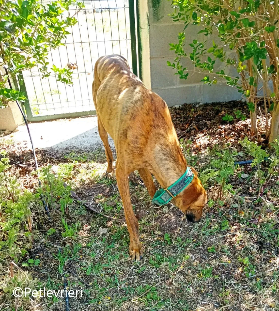 Jimmy galgo adozione pet levrieri onlus 4