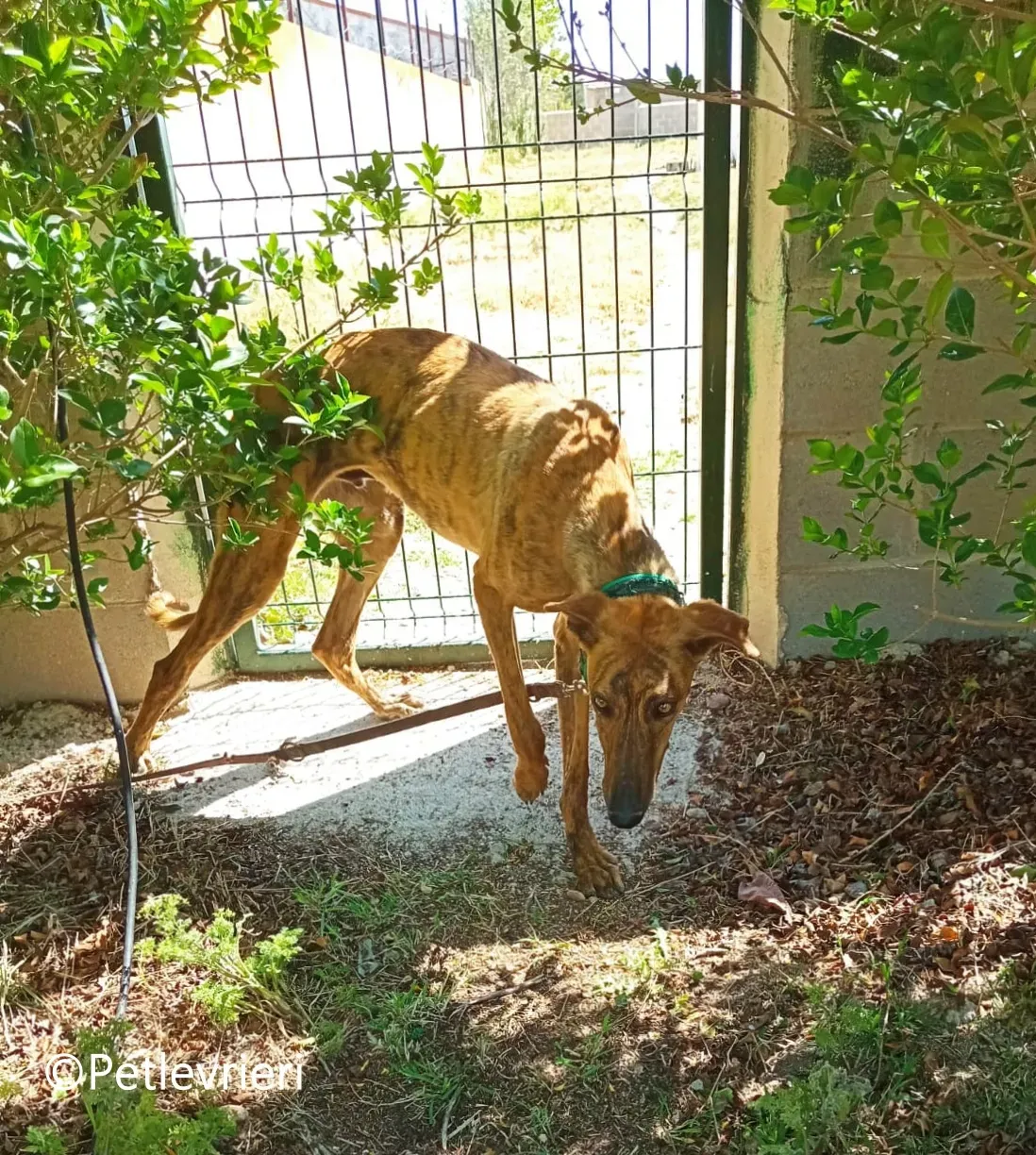Jimmy galgo adozione pet levrieri onlus 5