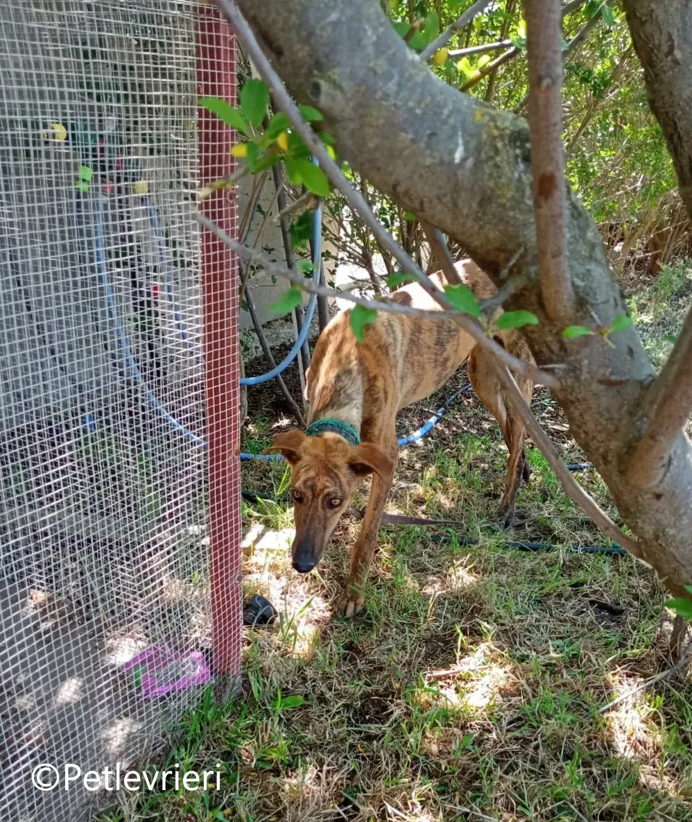 Jimmy galgo adozione pet levrieri onlus 6