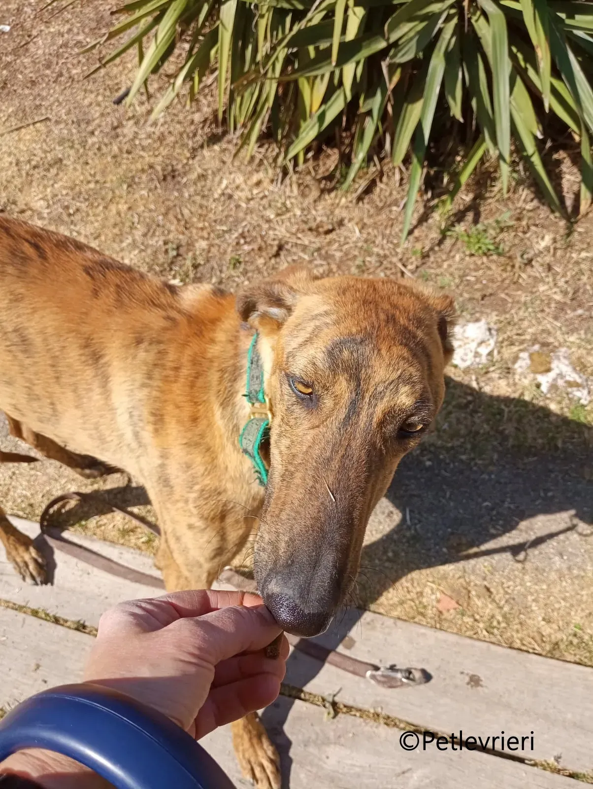 Jimmy galgo adozione pet levrieri onlus 7