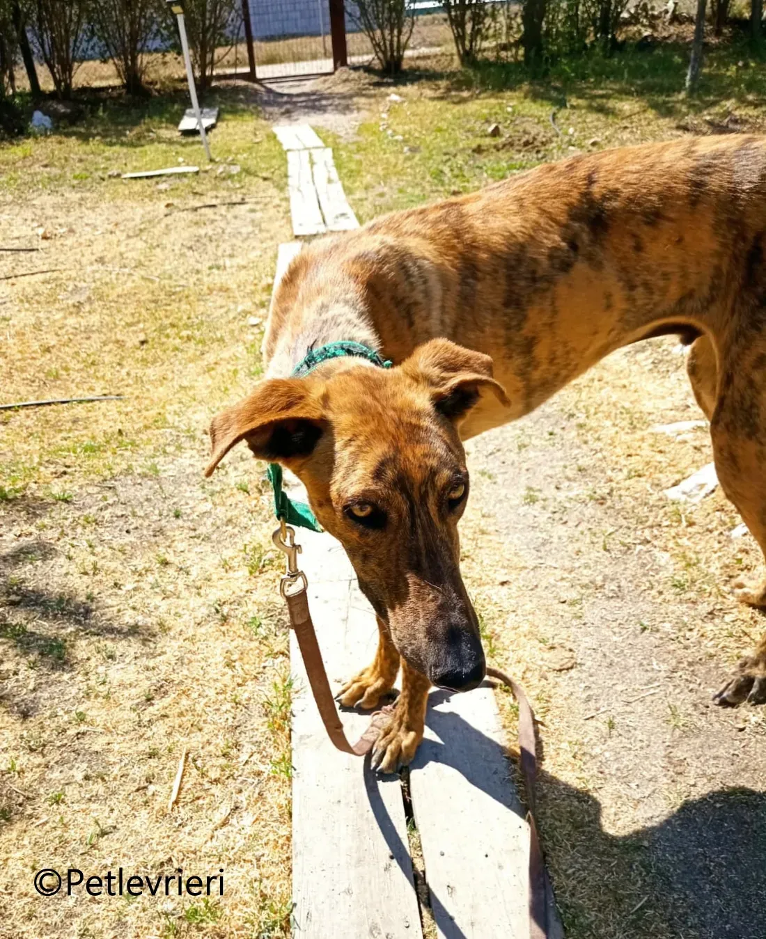 Jimmy galgo adozione pet levrieri onlus 8