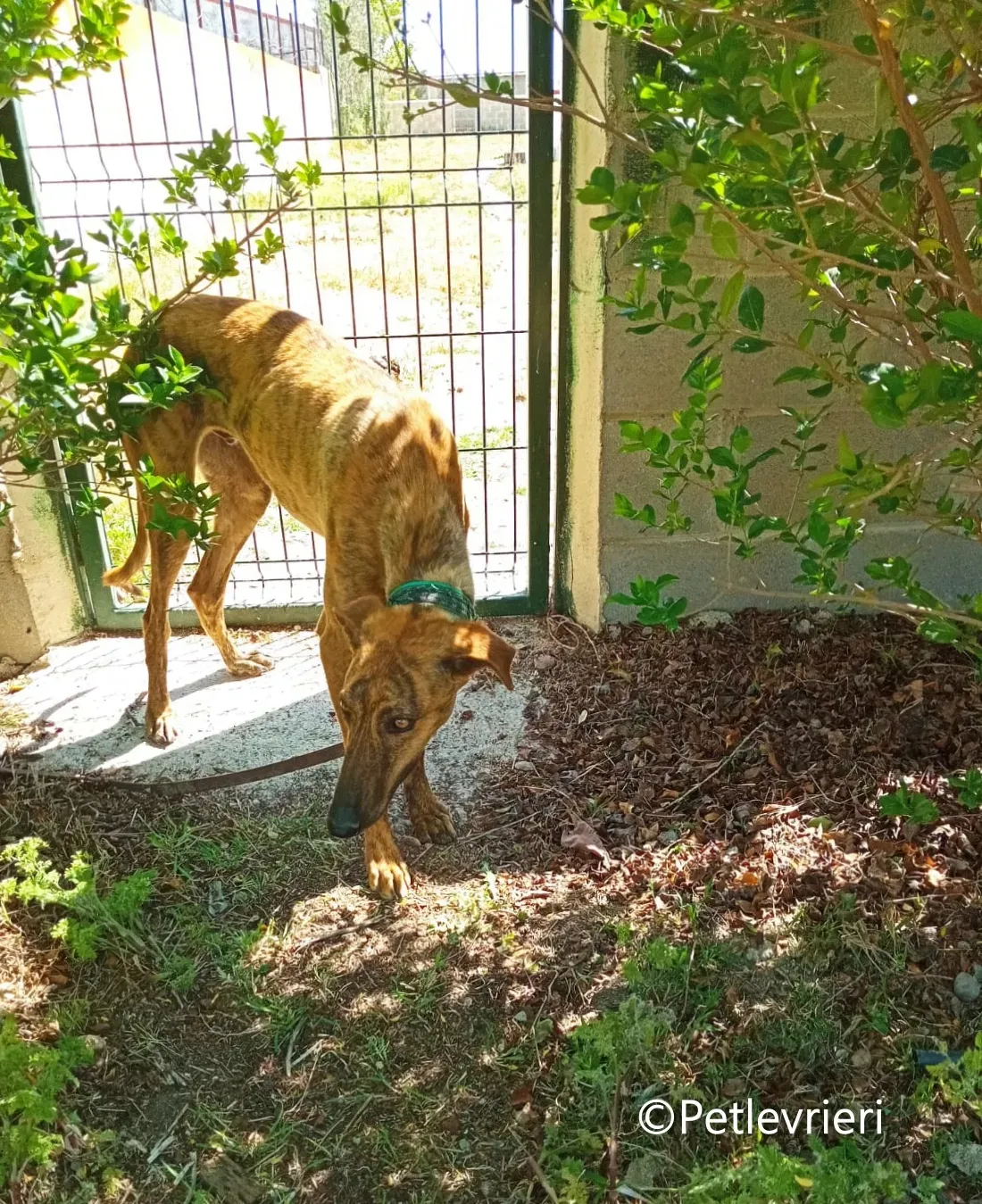 Jimmy galgo adozione pet levrieri onlus 9