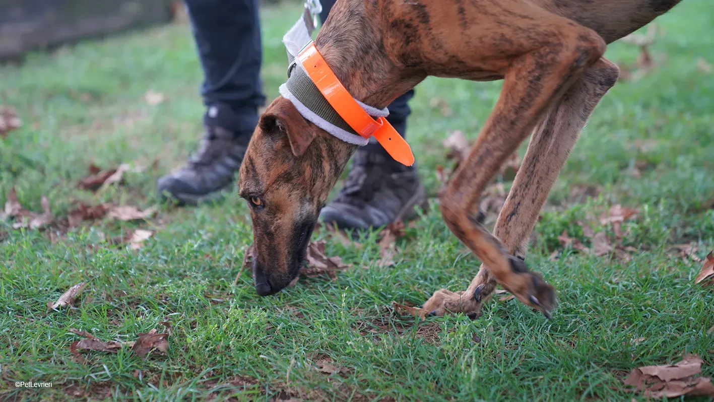 Jimmy PetLevrieri arrivo galgo 16settembre 1