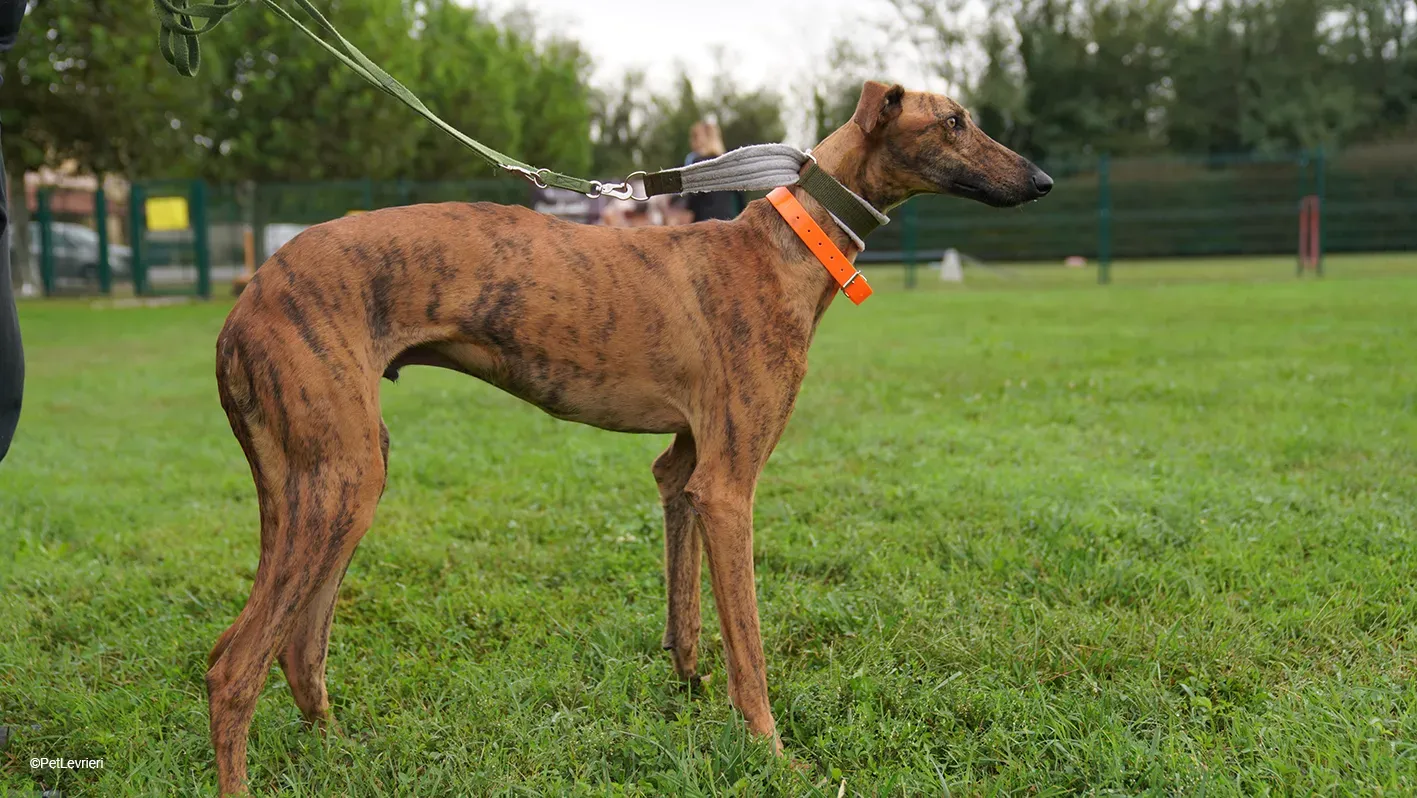 Jimmy PetLevrieri arrivo galgo 16settembre 10