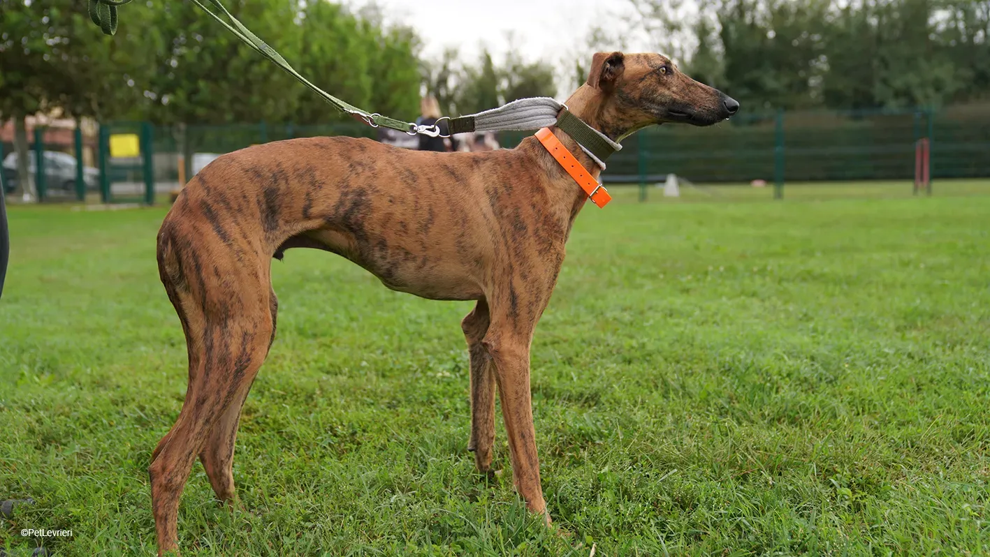 Jimmy PetLevrieri arrivo galgo 16settembre 11