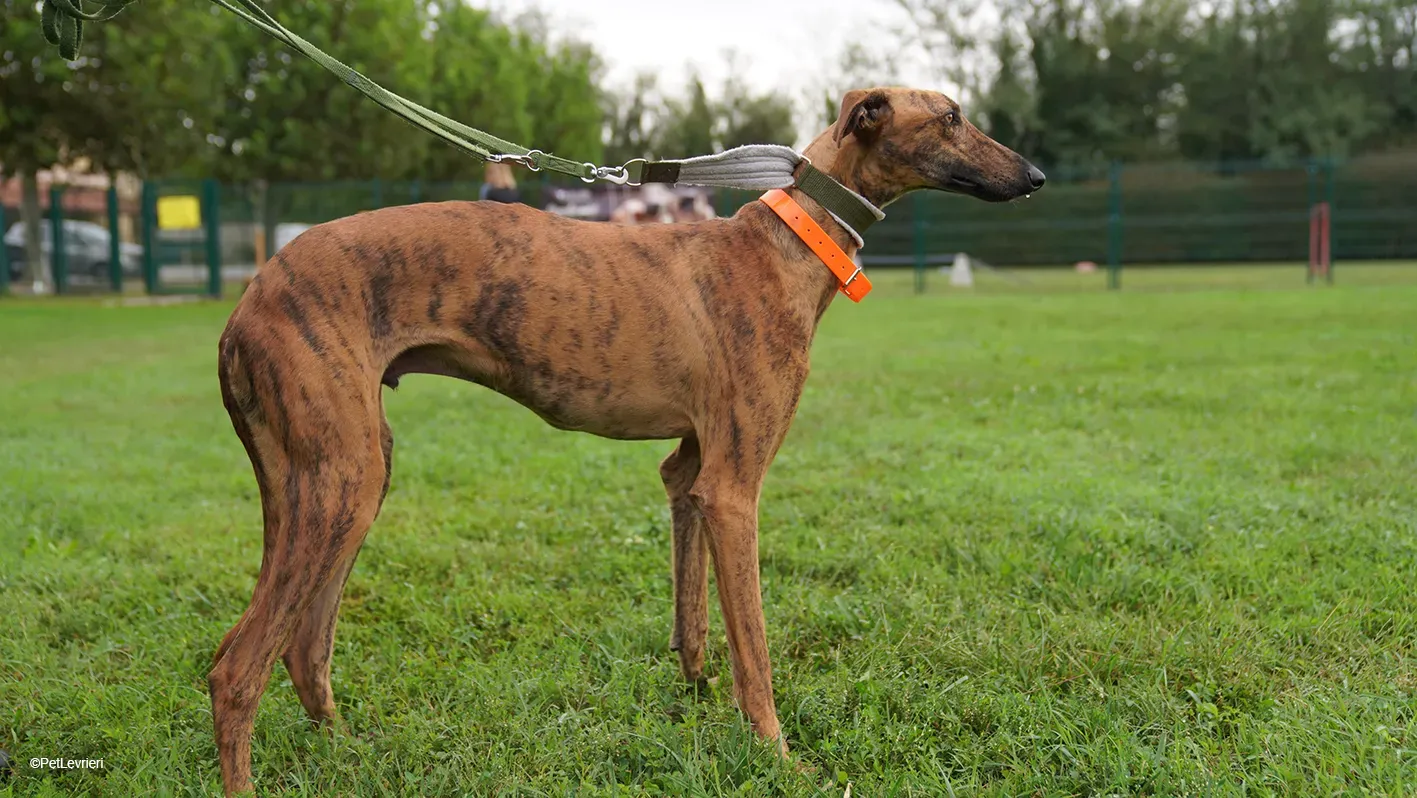 Jimmy PetLevrieri arrivo galgo 16settembre 12