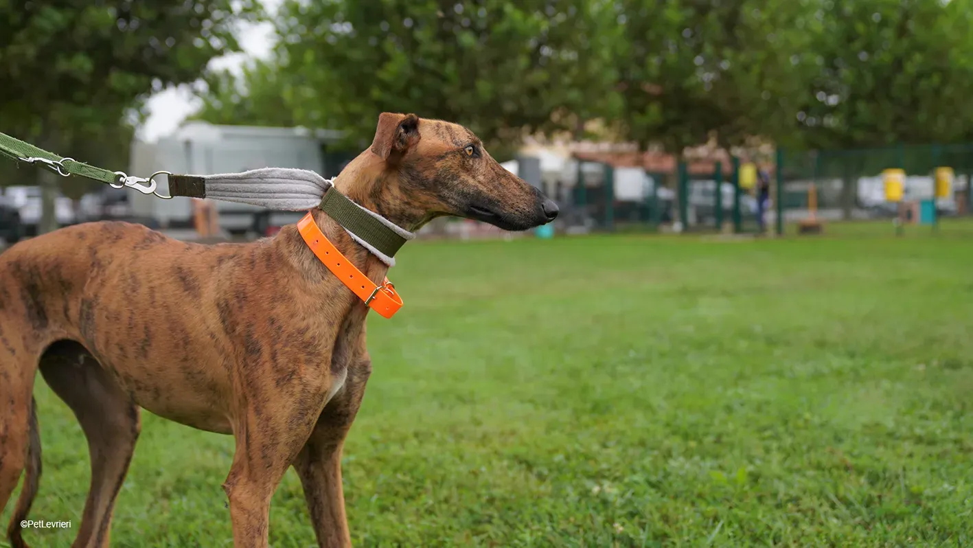 Jimmy PetLevrieri arrivo galgo 16settembre 13