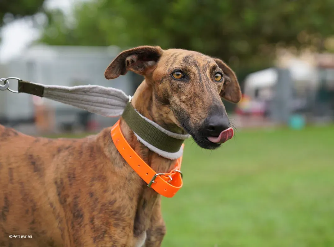Jimmy PetLevrieri arrivo galgo 16settembre 14 e1694886130124