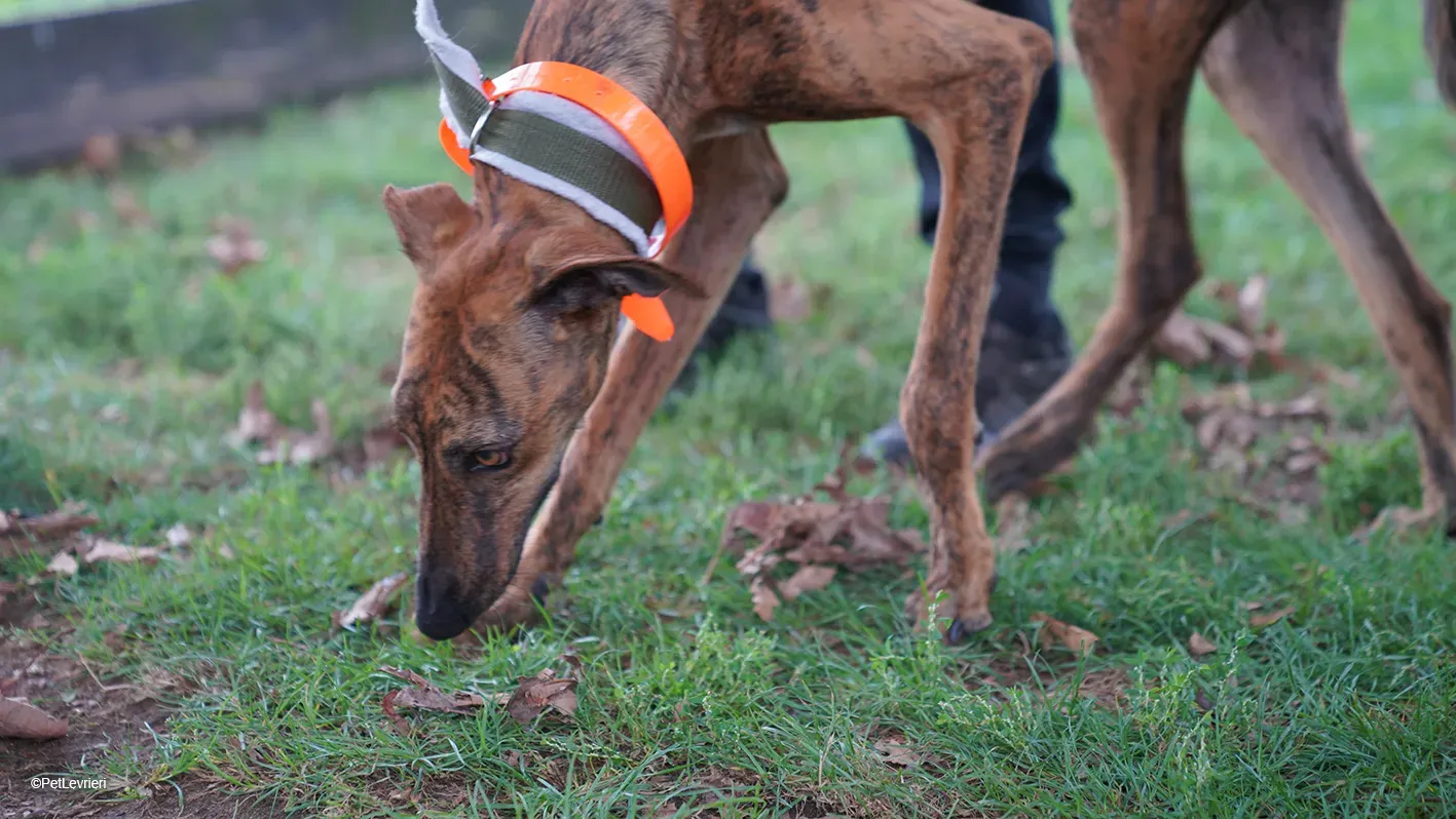 Jimmy PetLevrieri arrivo galgo 16settembre 2