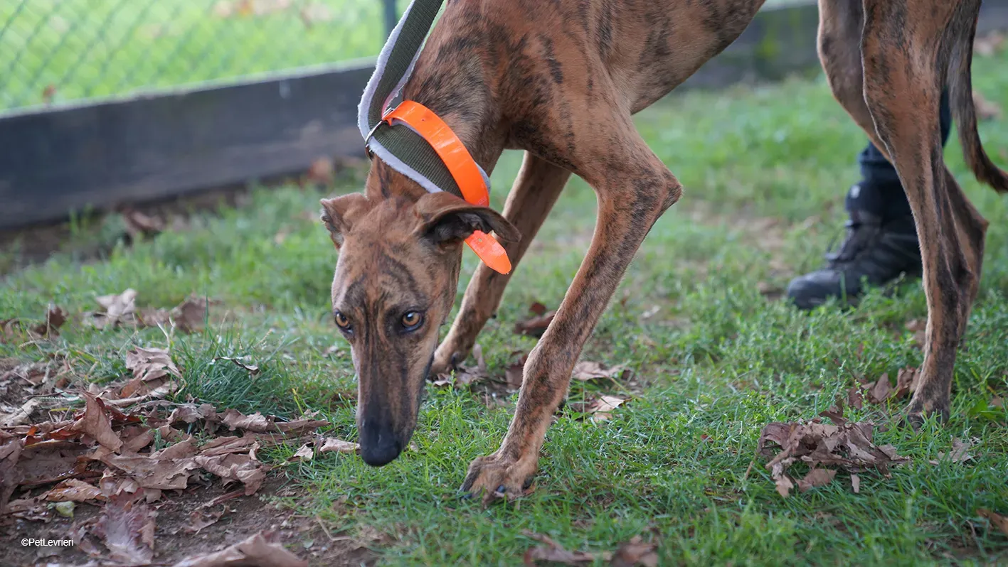 Jimmy PetLevrieri arrivo galgo 16settembre 3