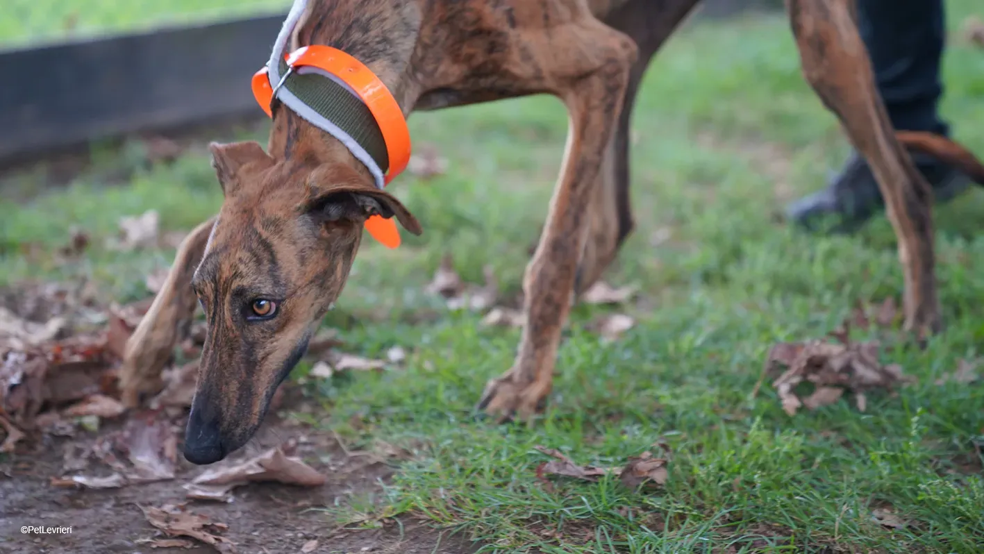 Jimmy PetLevrieri arrivo galgo 16settembre 4