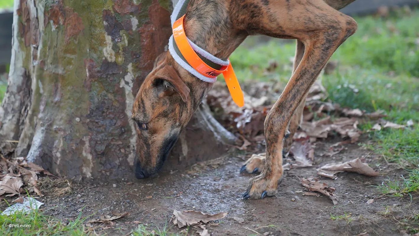 Jimmy PetLevrieri arrivo galgo 16settembre 5