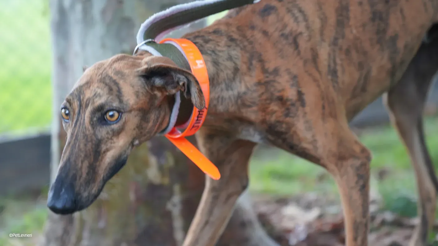 Jimmy PetLevrieri arrivo galgo 16settembre 6