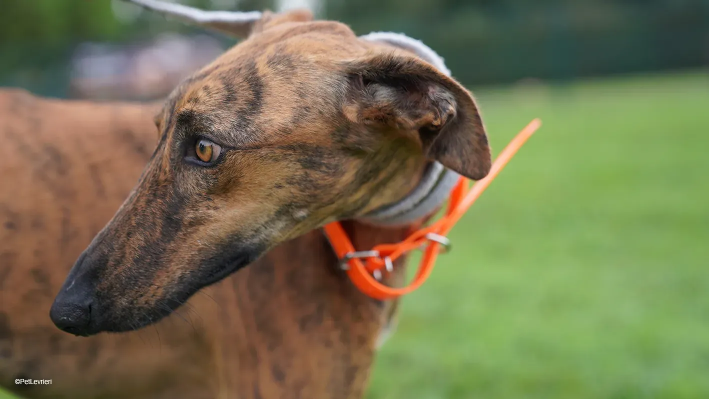 Jimmy PetLevrieri arrivo galgo 16settembre 7