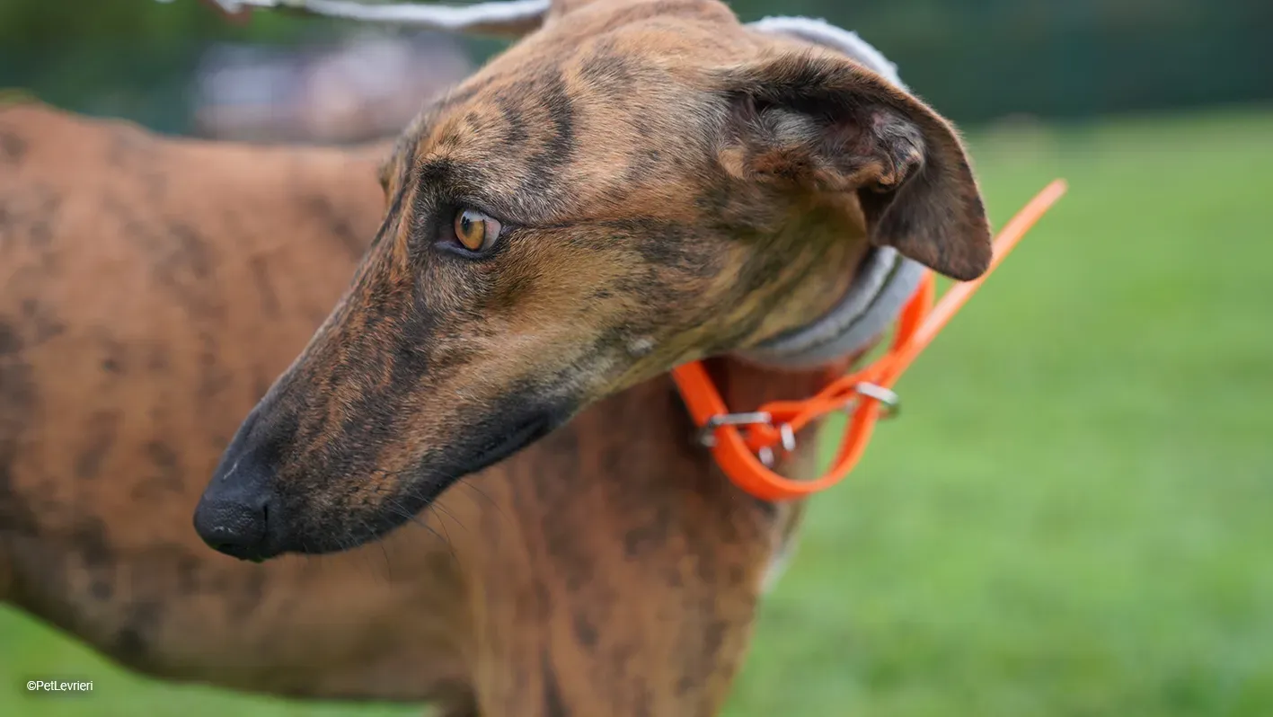 Jimmy PetLevrieri arrivo galgo 16settembre 8