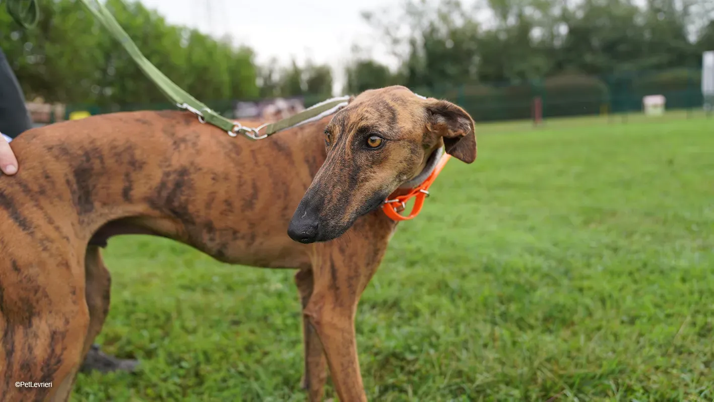 Jimmy PetLevrieri arrivo galgo 16settembre 9