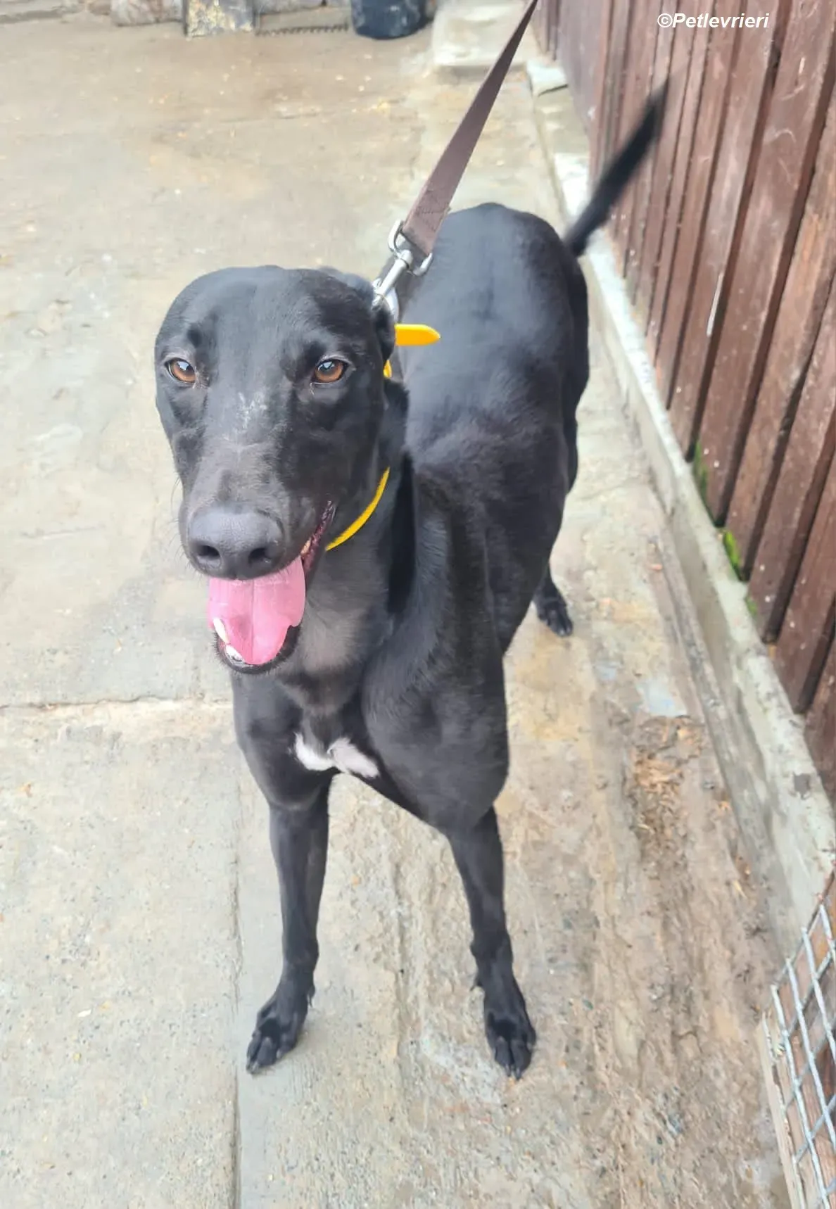 Joey adozione levrieri greyhound 1