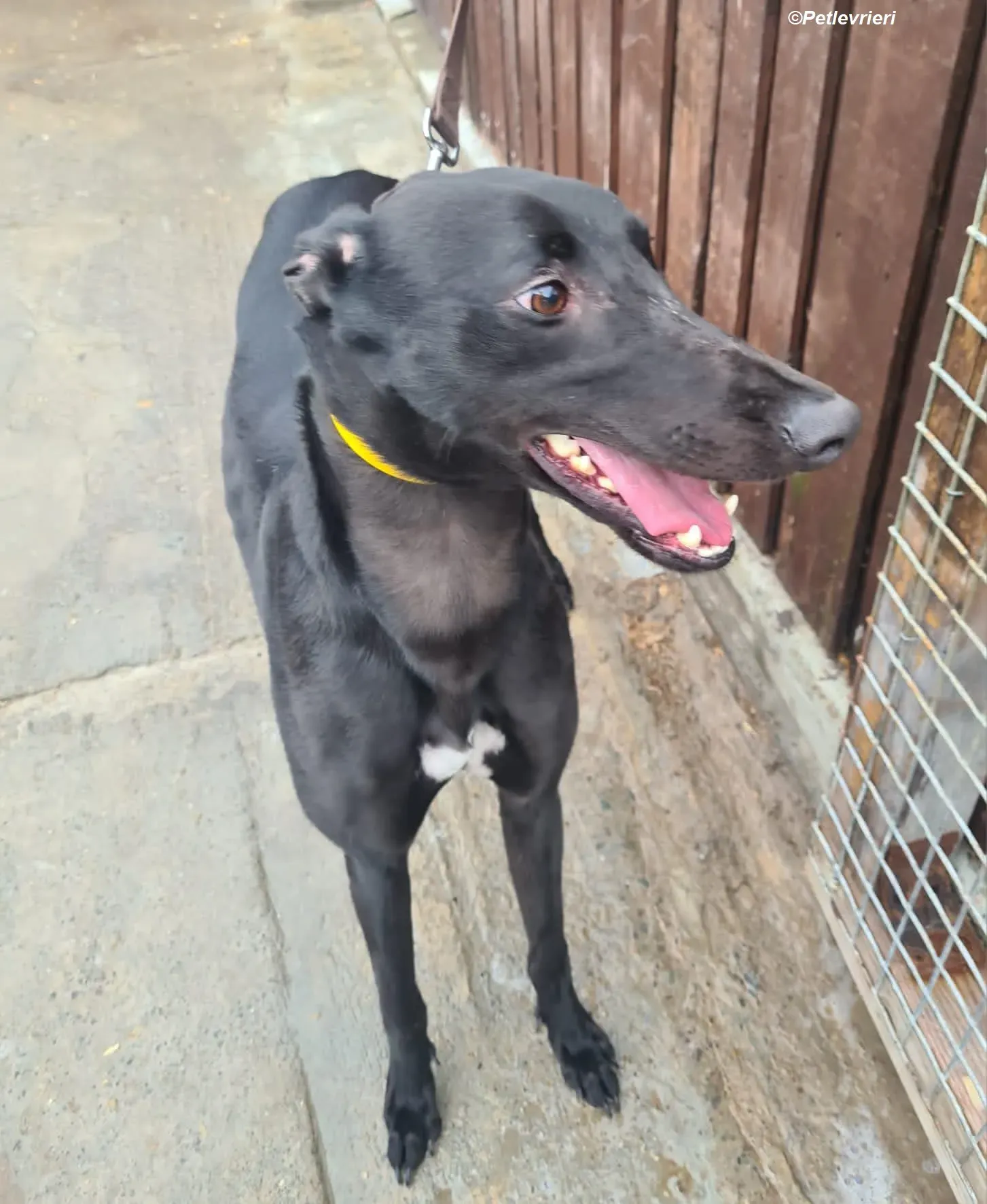 Joey adozione levrieri greyhound 2