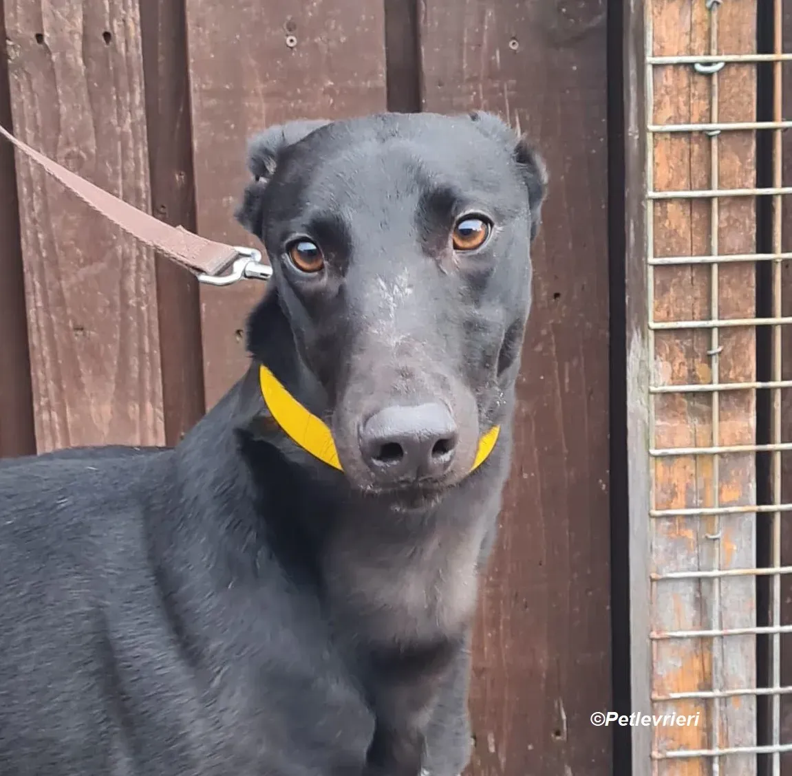 Joey adozione levrieri greyhound 3