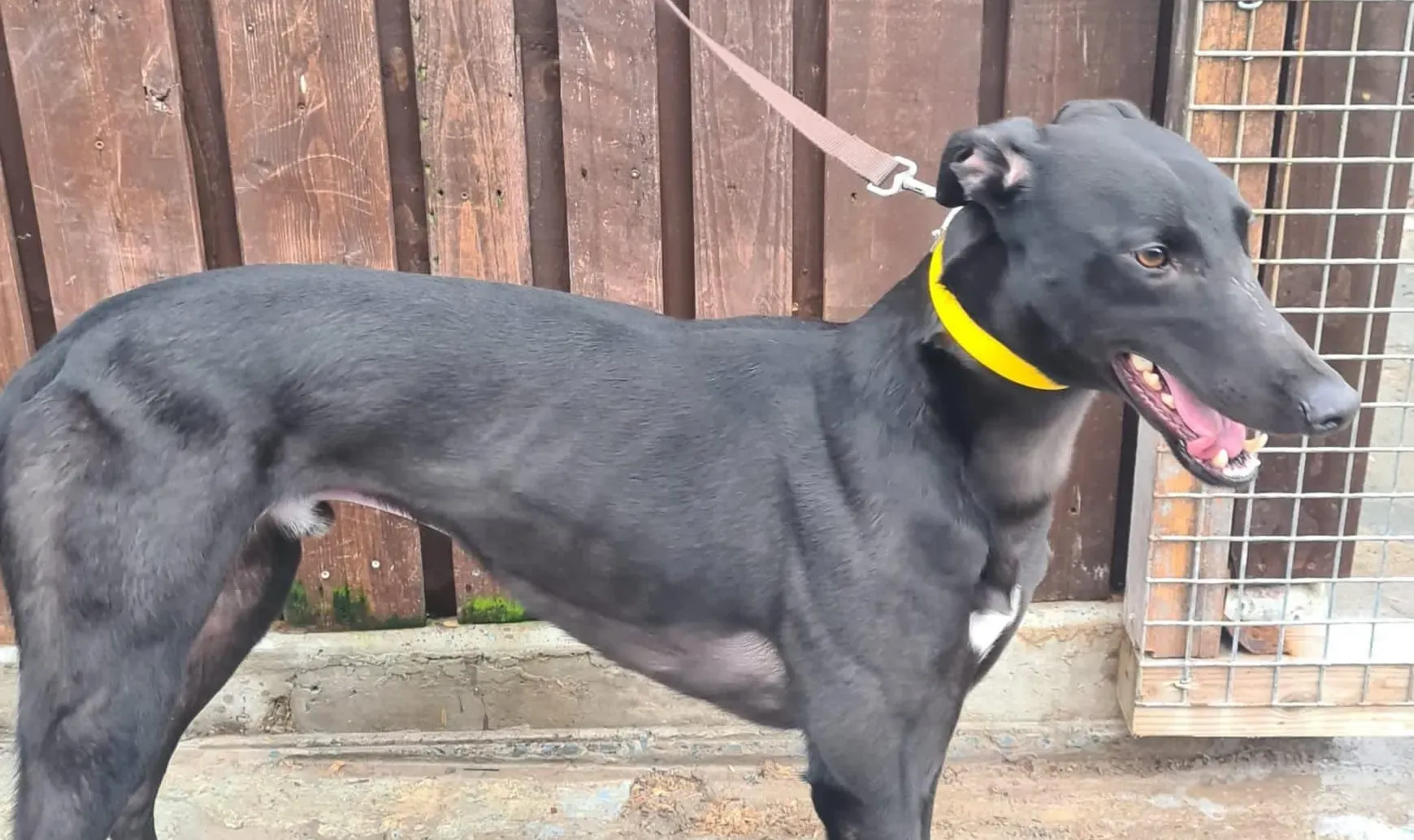 Joey adozione levrieri greyhound 4 e1677336843726